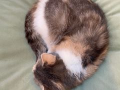 -平行世界·猫咖(首经贸店)