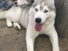 -TrueLove @ Neverland (Husky Cafe)