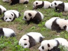 -都江堰中华大熊猫苑