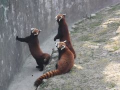 -西安秦岭野生动物园