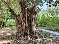 -中国科学院西双版纳热带植物园