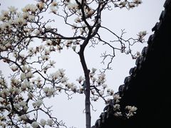 -何园