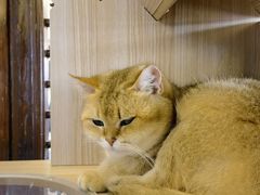 -猫小院猫主题餐厅(南锣旗舰店)