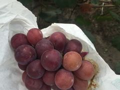 -马陆小张葡萄园农家乐