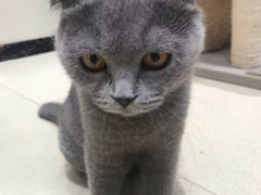 -藏猫猫咖啡主题馆(中央大道店)