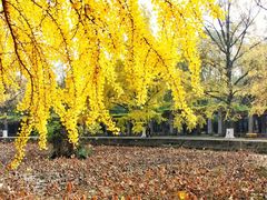 -四川大学(望江校区)