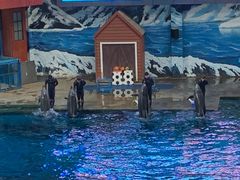 -西安曲江海洋极地公园