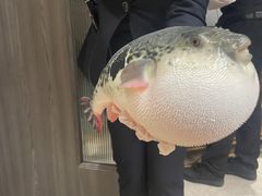 -鲐赏河豚(长寿店)