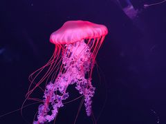 -欢乐海岸海洋奇梦馆