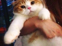 iphone_upload_pic-Bastet sally猫舍购宠(静安店)