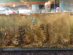 -Isla Sugbu Seafood City