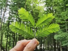 -桤木河湿地公园