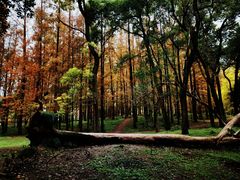 -上海共青森林公园