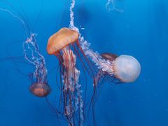 -大连老虎滩海洋公园