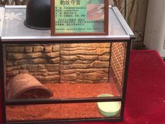 -上海大自然野生昆虫馆(东方明珠·爬宠昆虫探索中心)