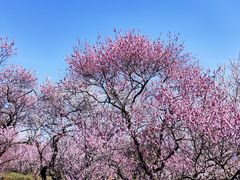 -梅花山(明孝陵内)