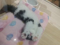 -屋虎猫馆(宝安大仟里店)