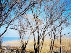 -上海吴淞炮台湾国家湿地公园