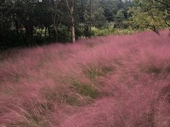 -昆山城市生态森林公园