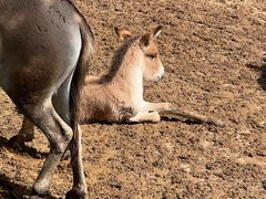 -青藏高原野生动物园