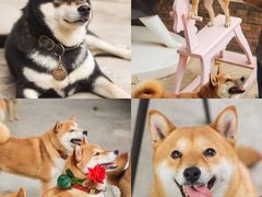 -柴犬高等学院·狗咖·柴犬售卖·宠物训练