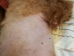 -康乐宝动物医院