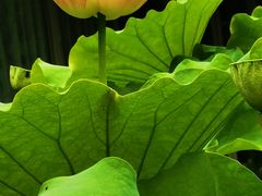 -陈家山荷花公园