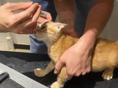 -御宝贝·A梦猫科宠物医院(国际猫友好医院)