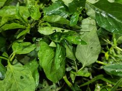 -黔府豆米火锅野菜馆(南马店)