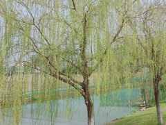 -九里河湿地公园