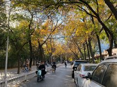 -三里屯东五街银杏大道