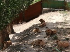 -新疆天山野生动物园