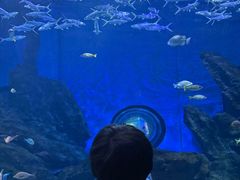 -海合安武汉极地海洋公园