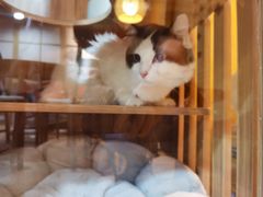 -白兔子密室(长寿路店)