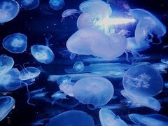 -西安曲江海洋极地公园