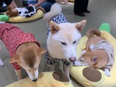 -逗柴咖啡屋·狗咖猫咖宠物桌游