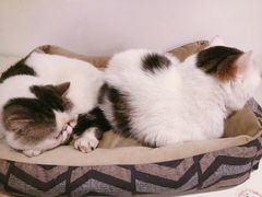 -Cappucimeow猫咪咖啡馆(韦伯时代店)