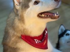 -Husky Go! 哈士奇体验馆·宠物咖啡厅狗咖