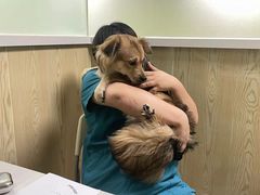 -瑞鹏宠物医院犬猫全科(真大分院)