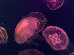 -成都浩海立方海洋公园