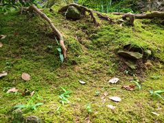 -雁荡山大龙湫景区