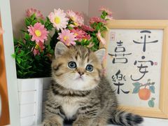 -小猫来了·猫舍(红山六九七九店)