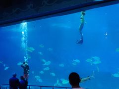 -烟台海昌鲸鲨海洋公园