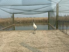 -盐城丹顶鹤湿地生态旅游区