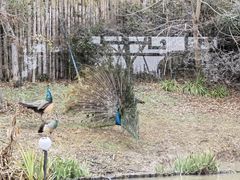-上海野生动物园