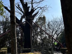 -上海佘山国家森林公园天马山园