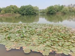 -新江湾城公园