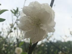 -南国桃园旅游度假区