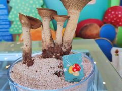 -云南木水花野生菌交易中心