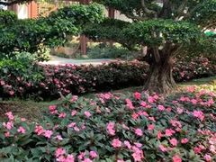 -金花茶公园